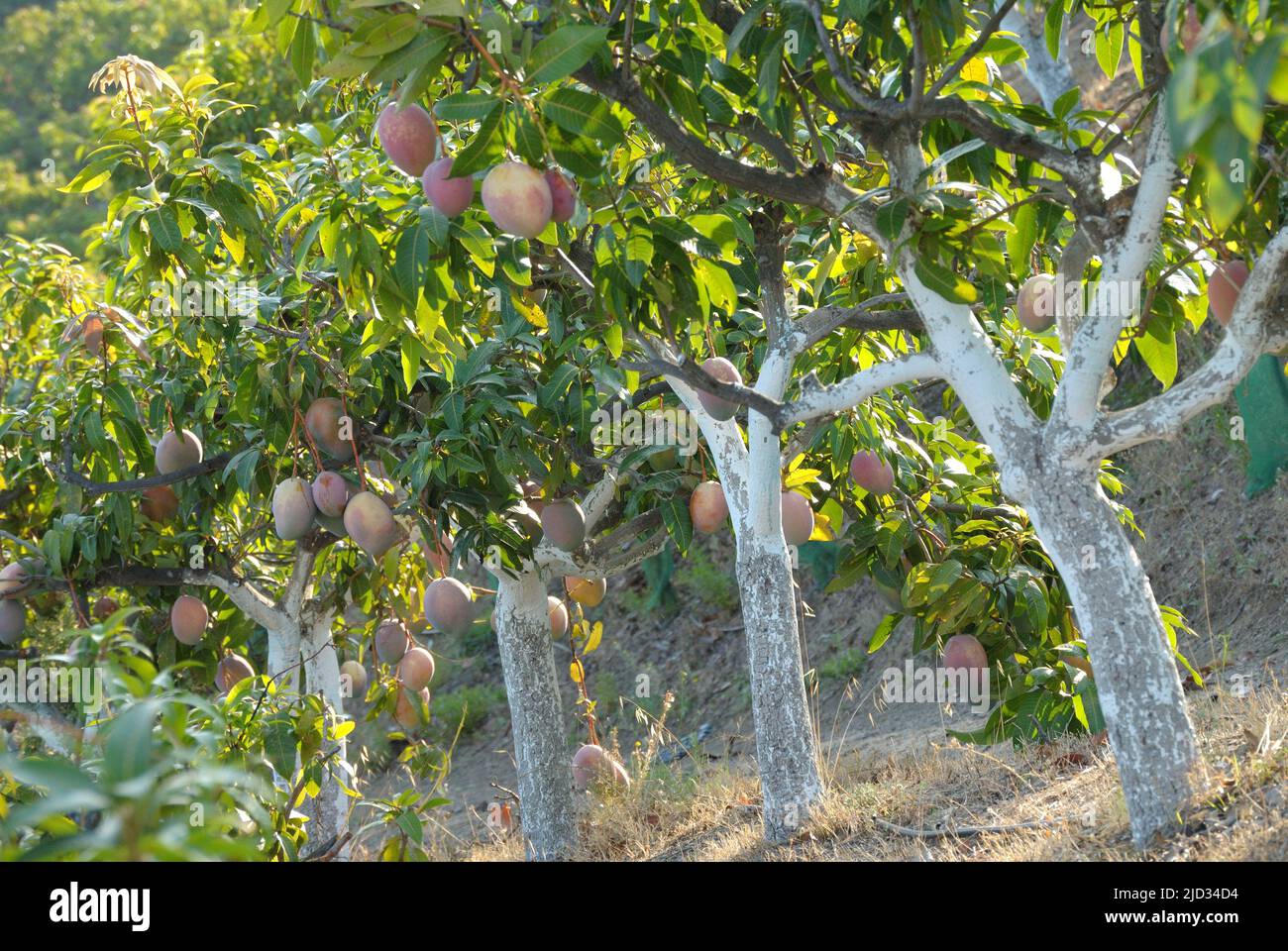 Mangoes hanging in mango trees in a fruit trees plantation Stock Photo