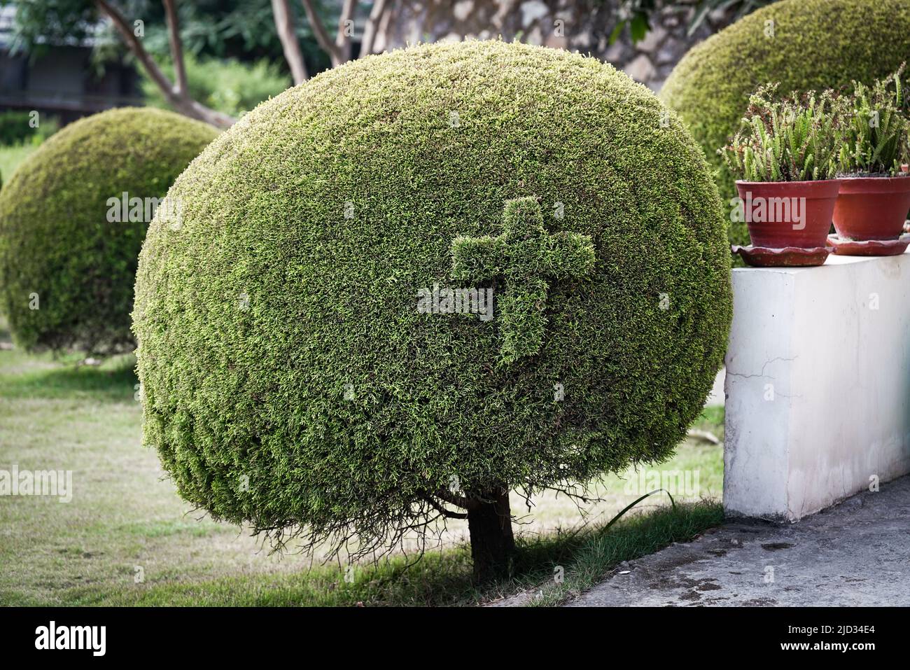 Cross in a boxwood ball in a garden in Kathmandu, Nepal   ---   Kreuz in einer Buchsbaumkugel in einem Garten in Kathmandu, Nepal Stock Photo