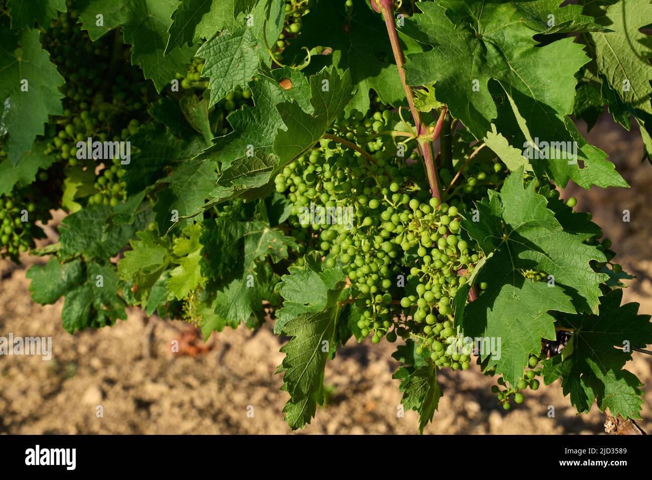 Vineyard and bunches of small grapes starting to grow before summer. High quality photo Stock Photo