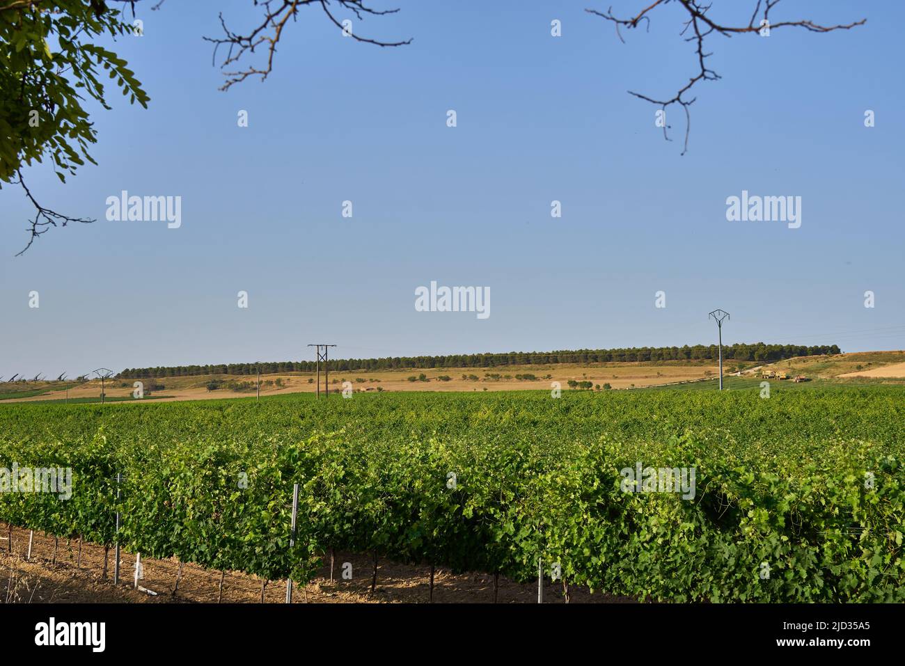 Vineyard with small bunches of grapes on the borders of Navarre and La Rioja. High quality photo Stock Photo