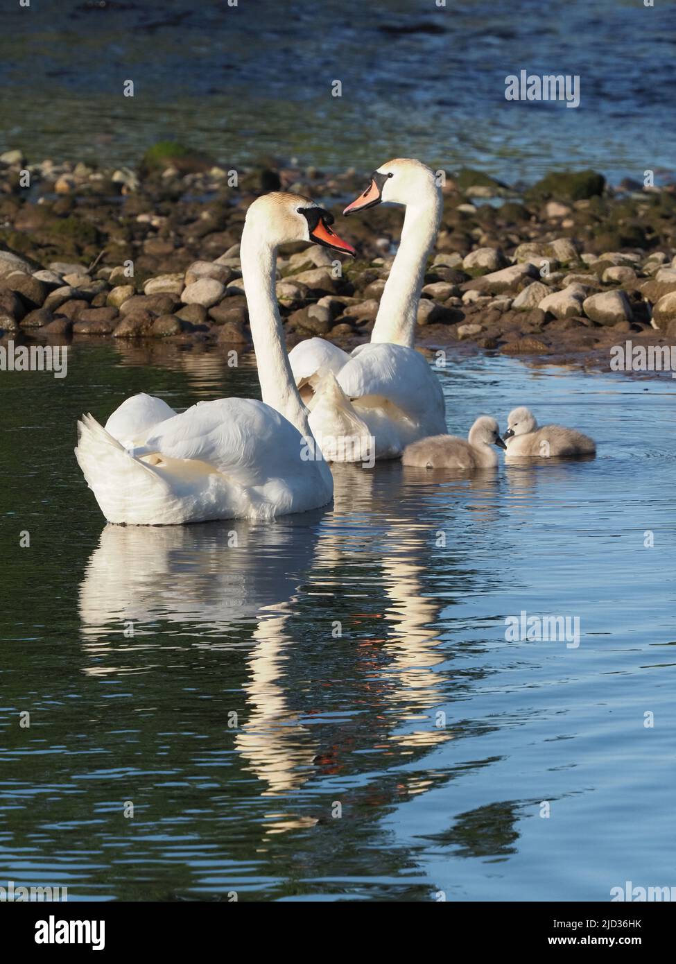 Two Cygnus olor Cygnets, only one week old close parent Swans. Their grey fluffy down, contrasting against the white feathers of the adults Stock Photo