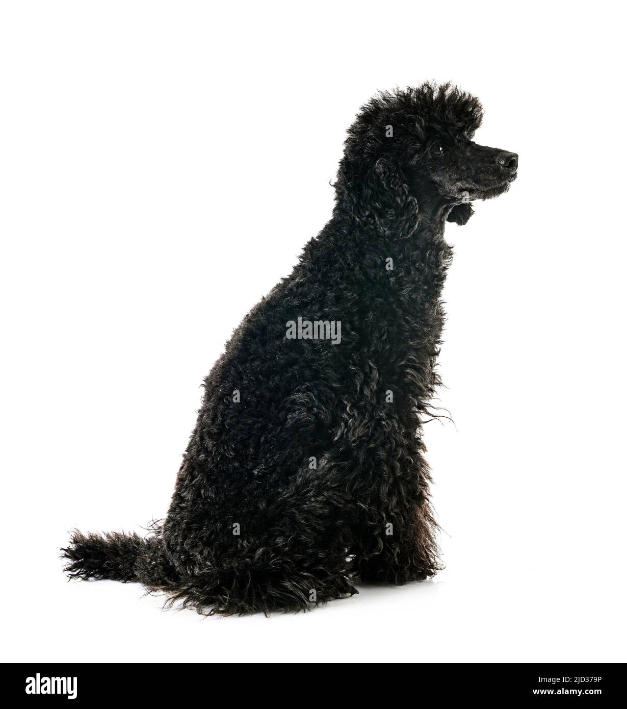 black poodle in front of white background Stock Photo - Alamy