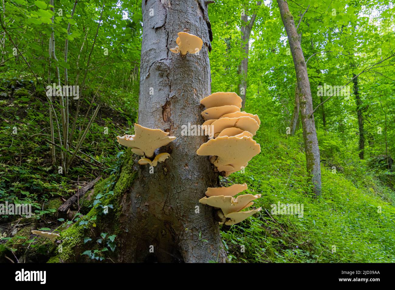 Orange bracket fungus growing on a tree, also called Laetiporus sulphureus Stock Photo