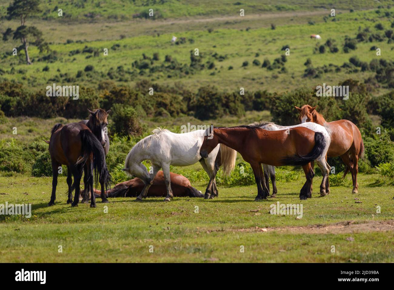 Godshill, Fordingbridge, New Forest, Hampshire, UK, 17th June 2022, Weather: New Forest ponies feel the heat of the afternoon as temperatures push 30 degrees on the hottest day of the year so far. Paul Biggins/Alamy Live News Stock Photo