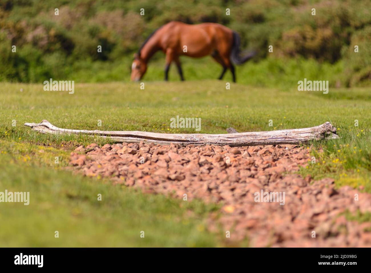 Godshill, Fordingbridge, New Forest, Hampshire, UK, 17th June 2022, Weather: New Forest pony feels the heat of the afternoon as temperatures push 30 degrees on the hottest day of the year so far. A river bed has run dry after recent fine, warm and dry weather. Paul Biggins/Alamy Live News Stock Photo