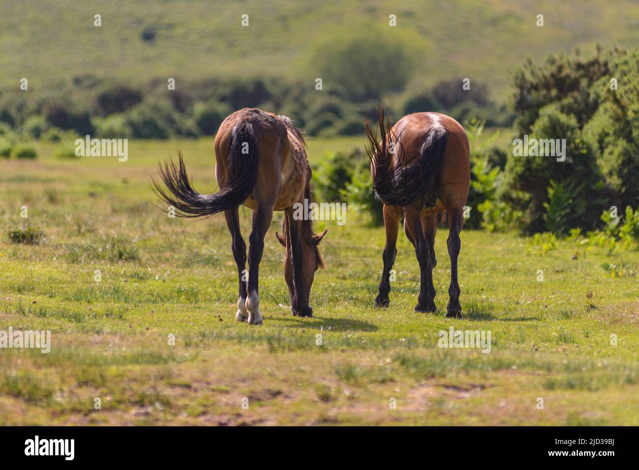 Godshill, Fordingbridge, New Forest, Hampshire, UK, 17th June 2022, Weather: New Forest ponies feel the heat of the afternoon as temperatures push 30 degrees on the hottest day of the year so far. A bit of tail wafting helps keep the air moving. Paul Biggins/Alamy Live News Stock Photo