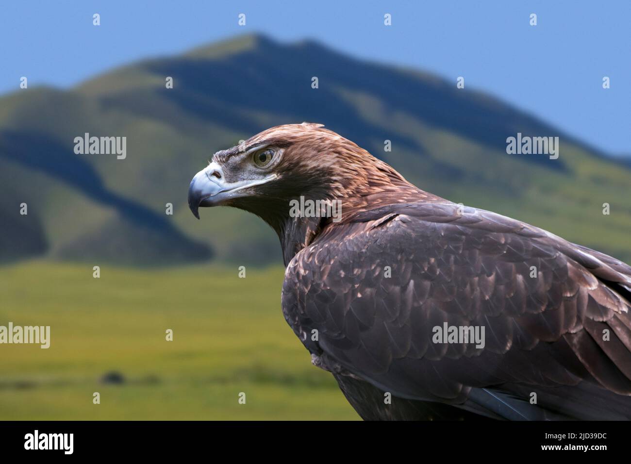 Eastern imperial eagle (Aquila heliaca), bird of prey that breeds in southeastern Europe and extensively through West and Central Asia Stock Photo