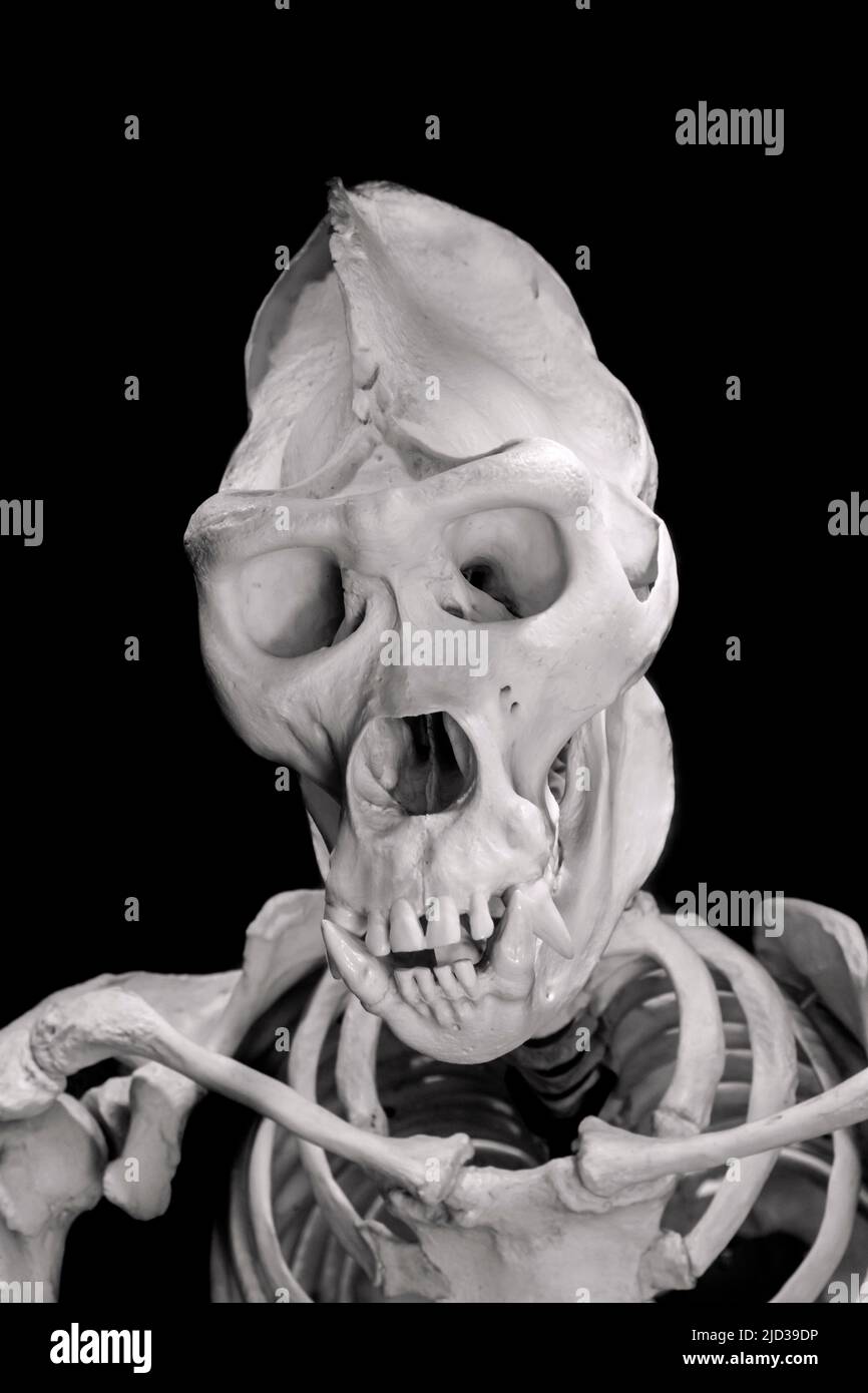 Close-up of skull and skeleton of Western lowland gorilla (Gorilla gorilla gorilla) male silverback against black background Stock Photo