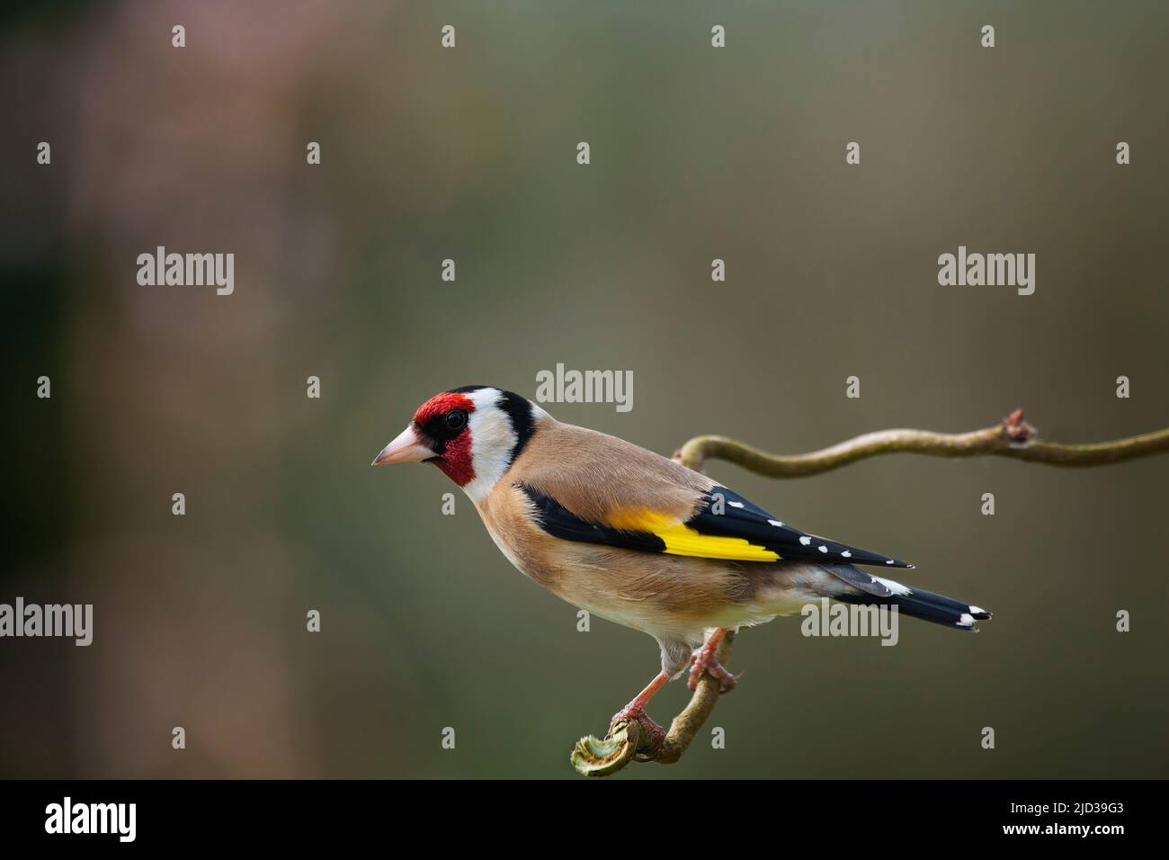 goldfinch, Carduelis carduelis Stock Photo