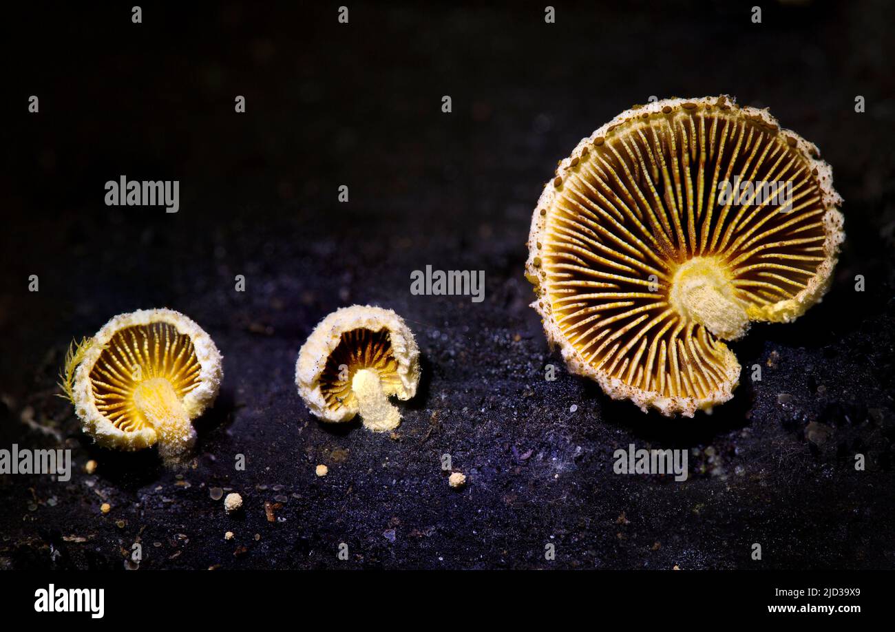 Very small fungi growing on rotting wood Stock Photo