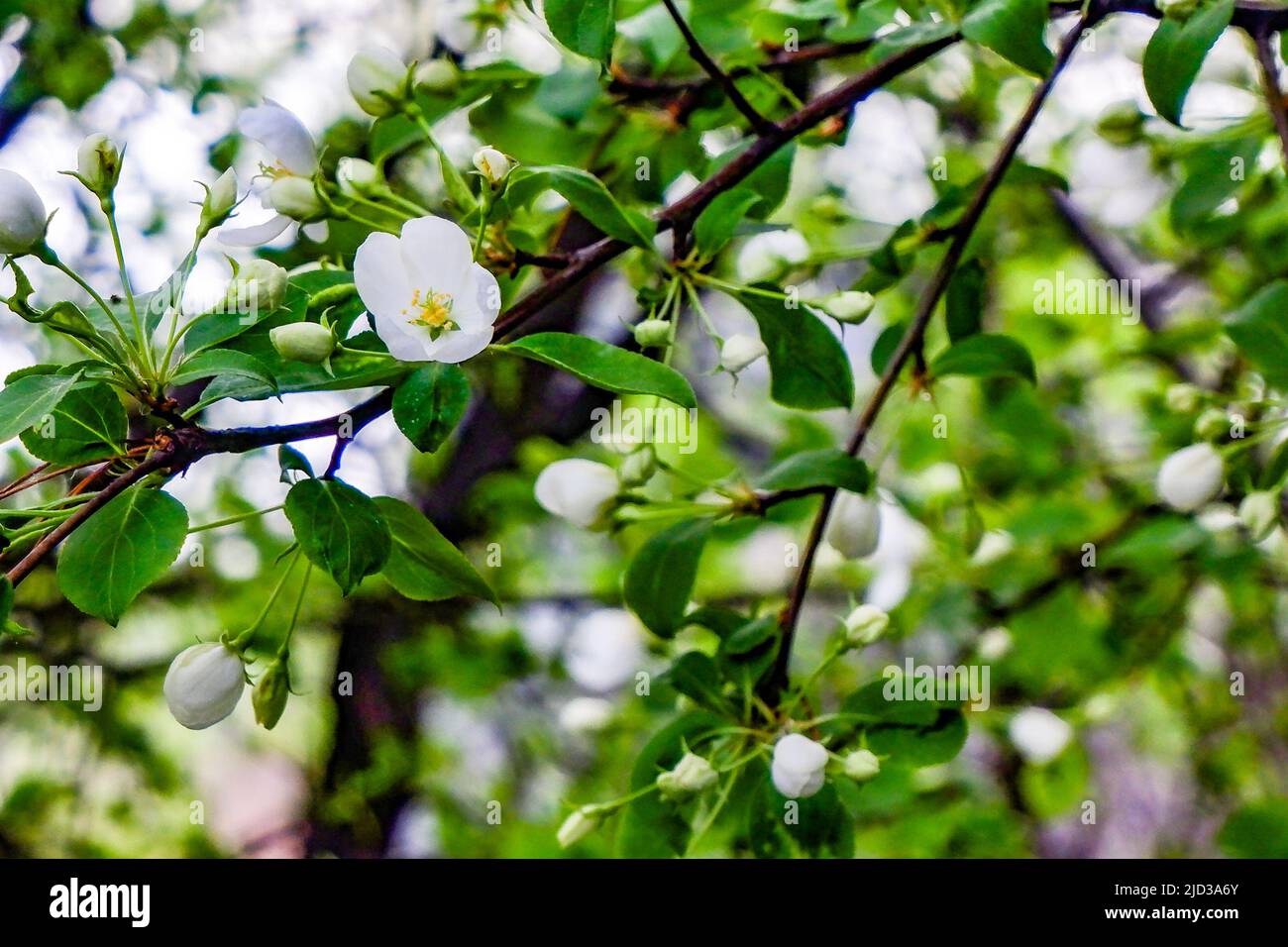 Picture bud apple tree hi-res stock photography and images - Alamy