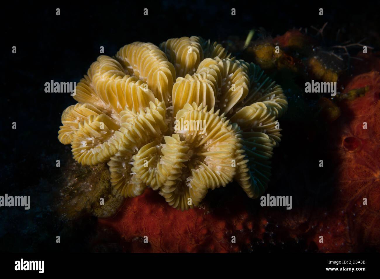 Elongate smooth flower coral (Eusmilia fastigiata forma flabellata) on the reef off the Dutch Caribbean island of Sint Maarten Stock Photo