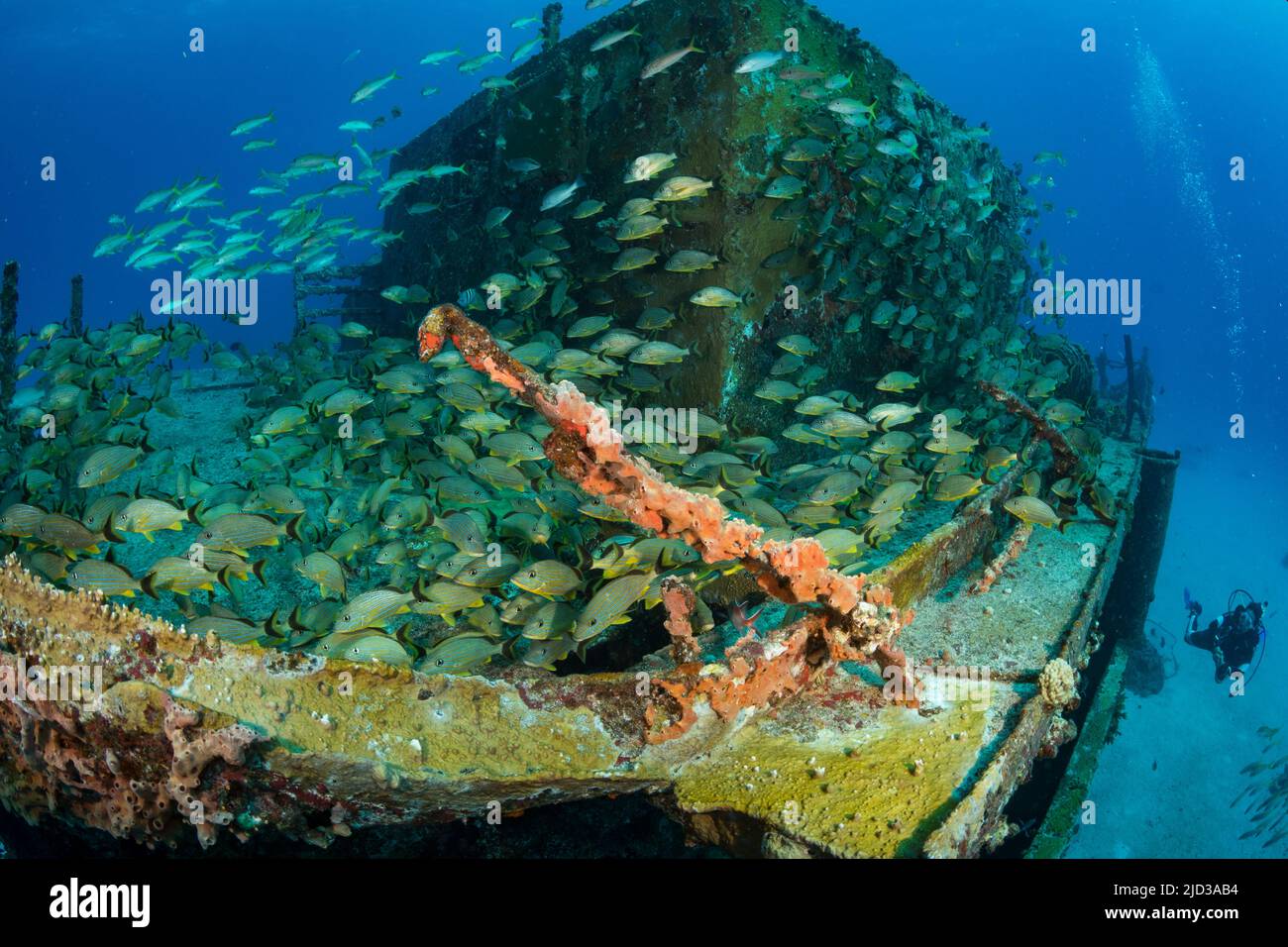 Blue-Stripped Grunts (Haemulon sciurus) on the Carib Cargo divesite off the Dutch Caribbean island of Sint Maarten Stock Photo