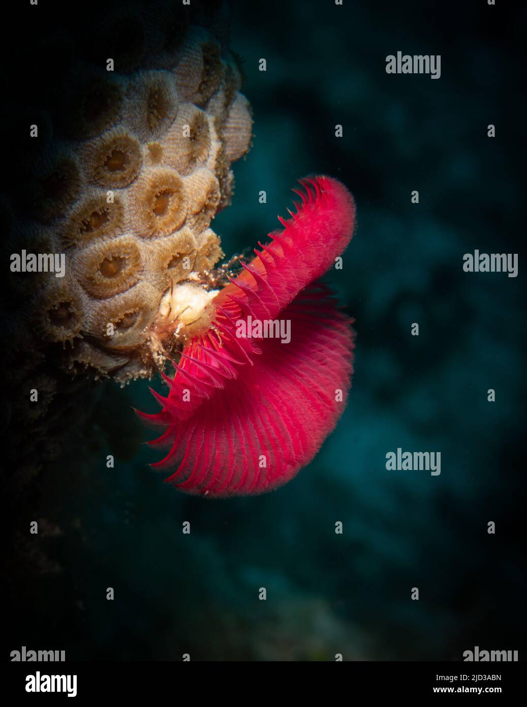 Star horseshoe worm (Pomatostegus stellatus) on the Eel Garden divesite off the coast of Provodenciales, Turks and Caicos Islands Stock Photo