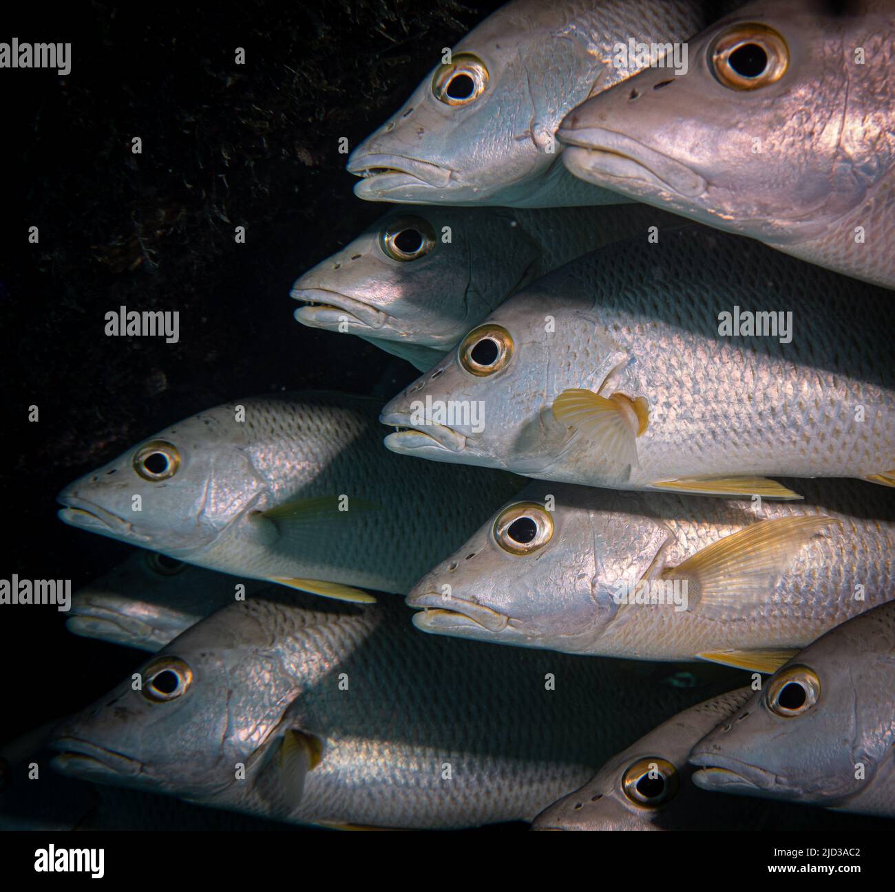 Kinmedai (golden eye snapper) on Fish Auction in Yaidu, Japan Stock Photo -  Alamy