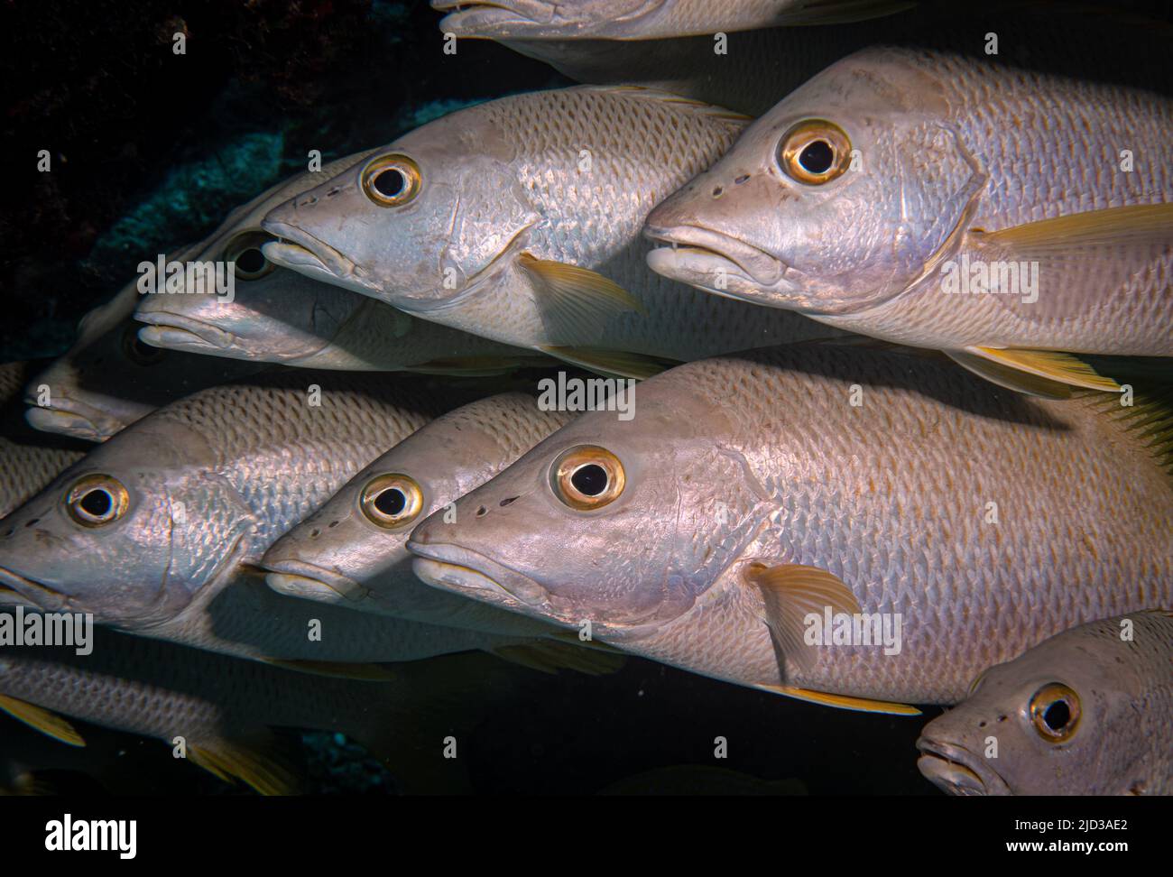 Schooling Schoolmaster snappers (Lutjanus apodus) on the Thunderdome divesite, off the island of Provodenciales, Turks and Caicos Islands Stock Photo