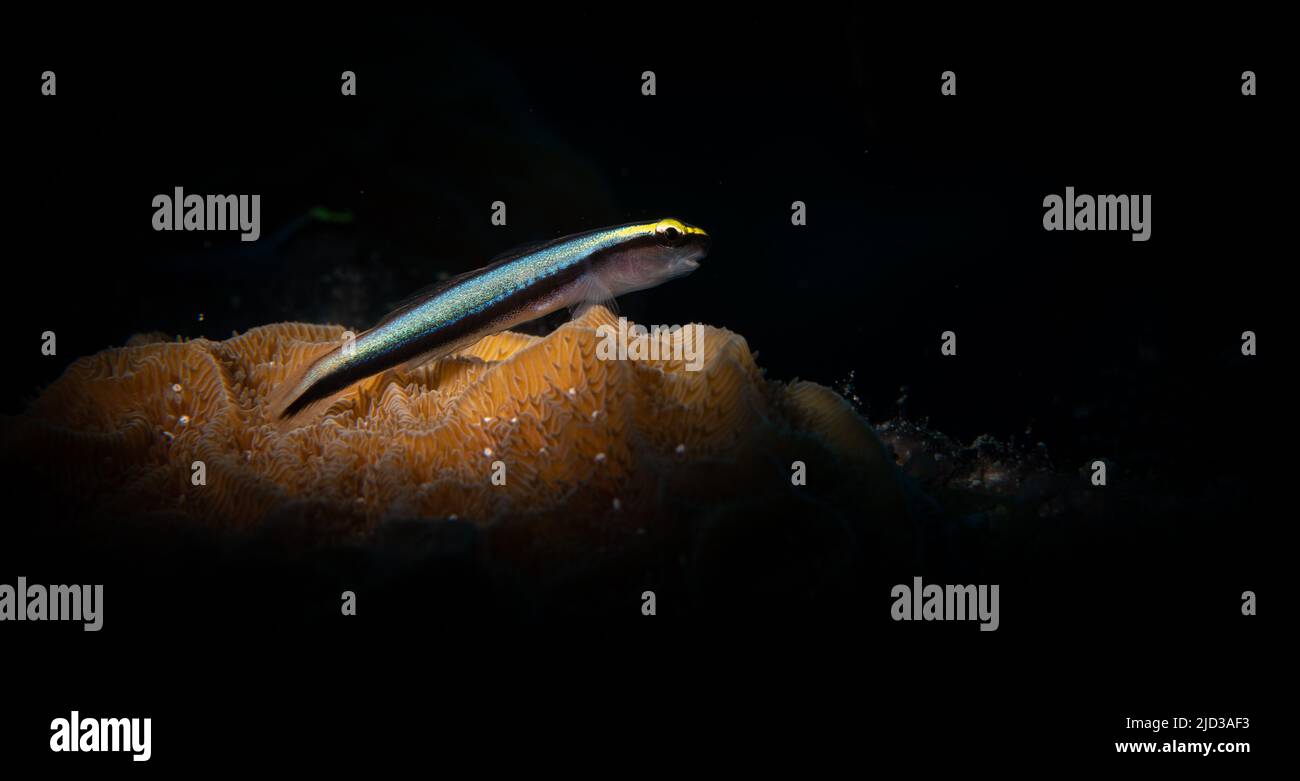 Sharknose Goby (Gobiosoma evelynae) on the Magic Mushroom divesite off the island of Provodenciales, Turks and Caicos Islands Stock Photo