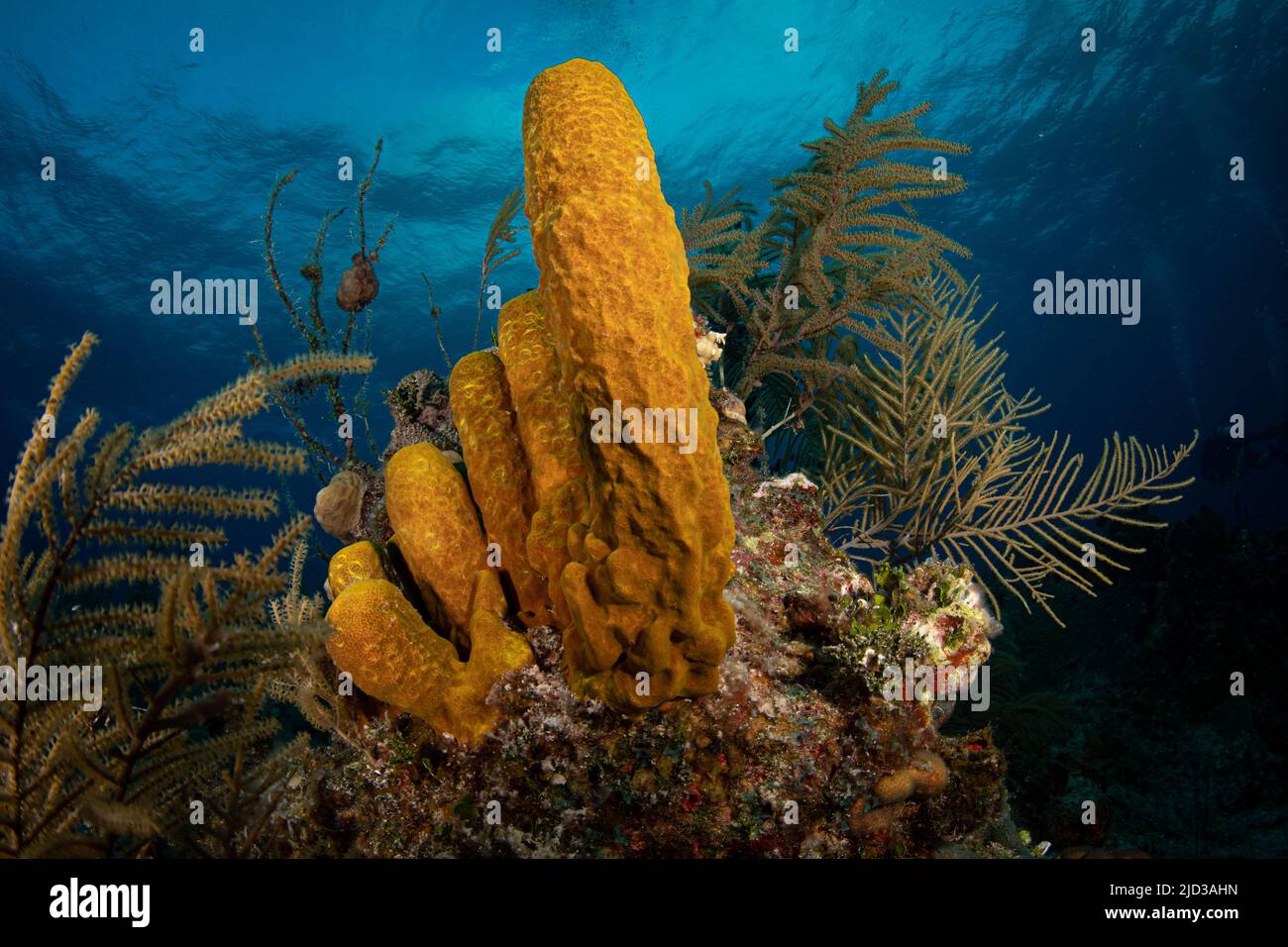 Branching tube sponge (Pseudoceratina crassa) at dawn on the G-Spot divesite off the island of French Cay, Turks and Caicos Islands Stock Photo