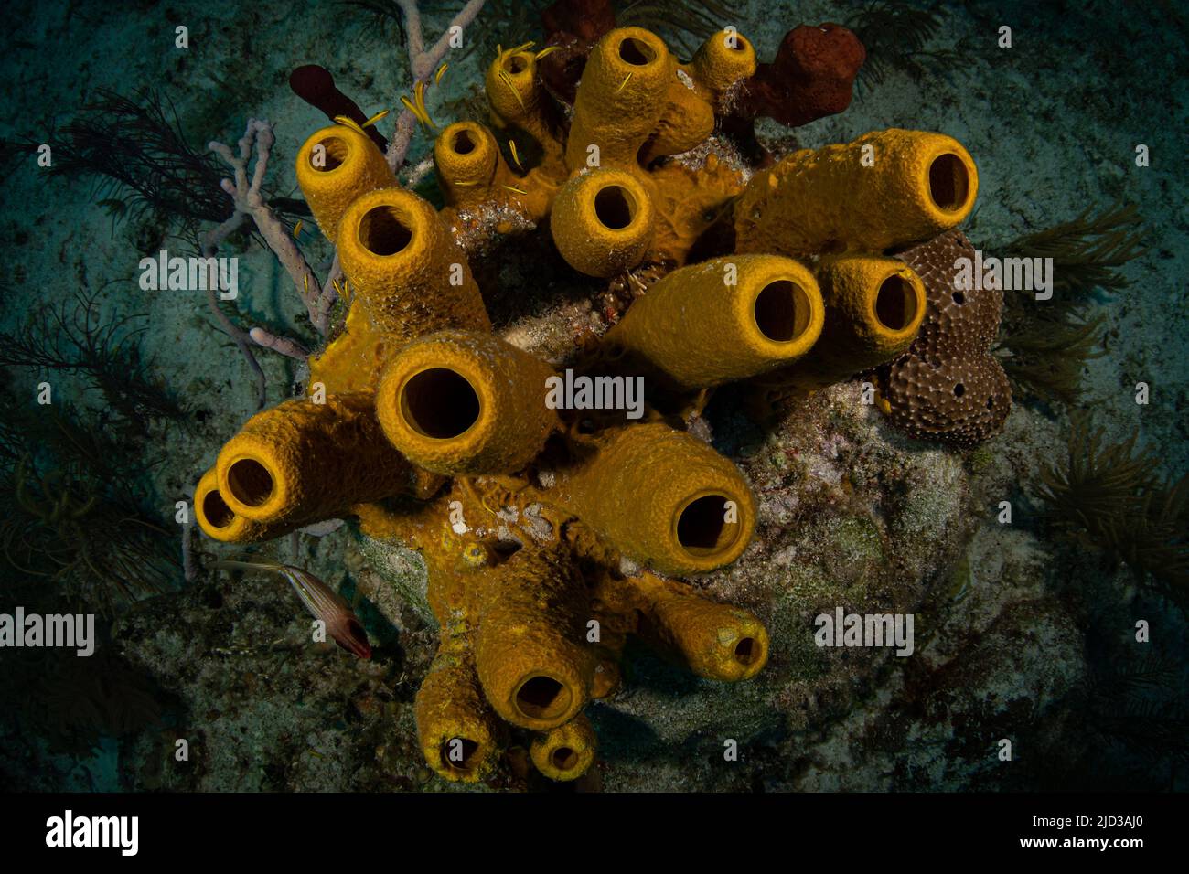 Branching tube sponge (Pseudoceratina crassa) at dawn on the G-Spot divesite off the island of French Cay, Turks and Caicos Islands Stock Photo