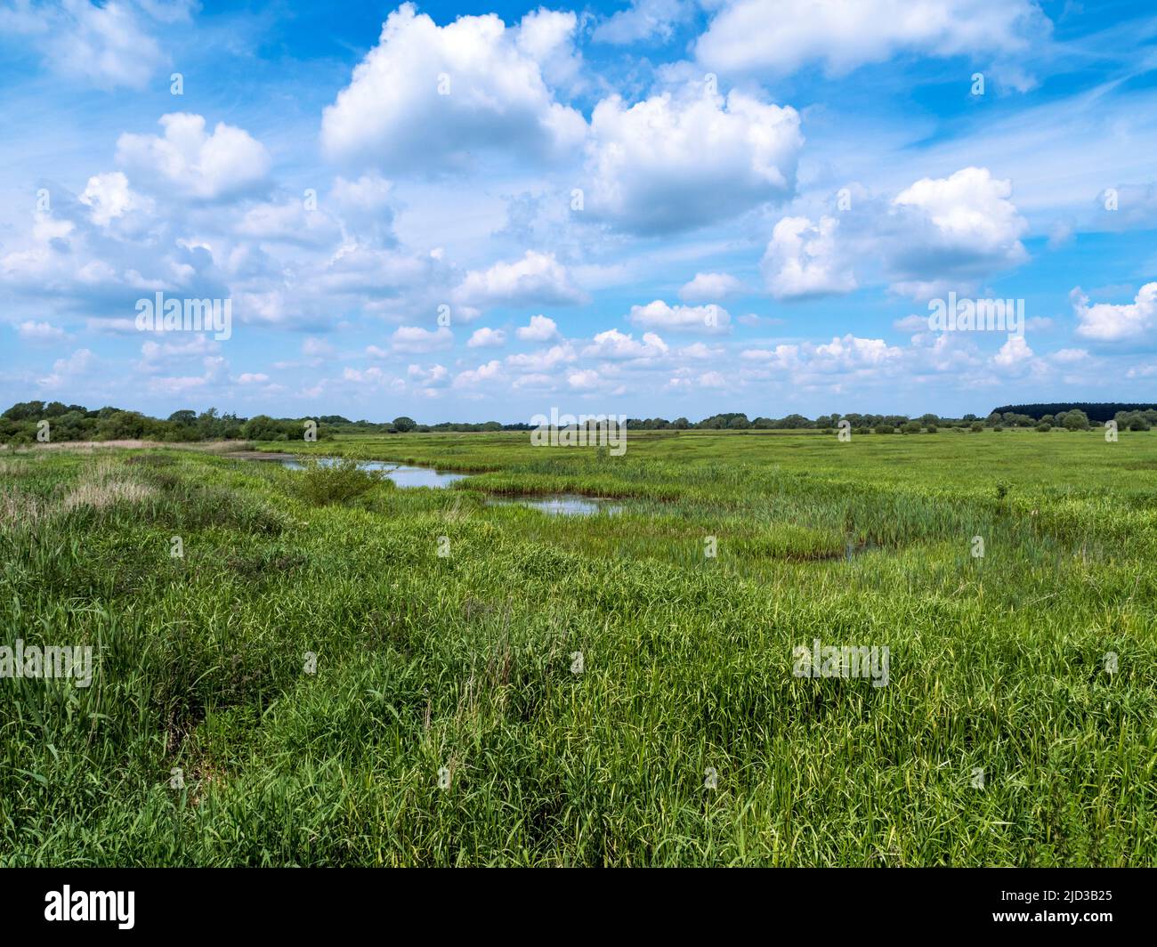 Wet meadows at Wheldrake Ings Nature Reserve, North Yorkshire, England Stock Photo