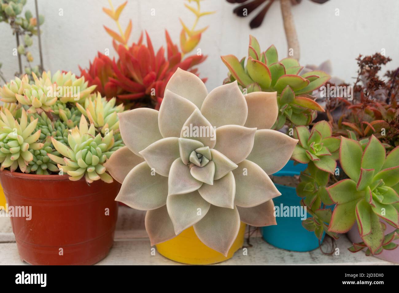 garden with succulents in pots Stock Photo