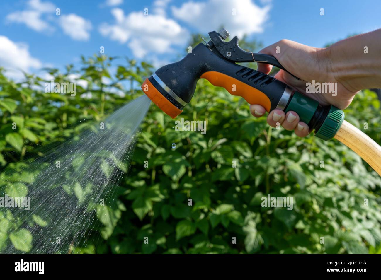 Hand holding a watering hose. Watering a plants gardening care concep