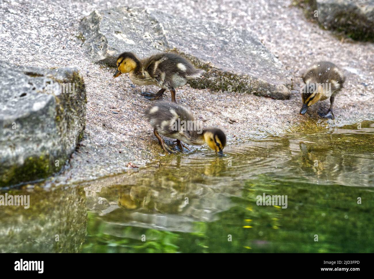 Mallard Drake Stock Photo