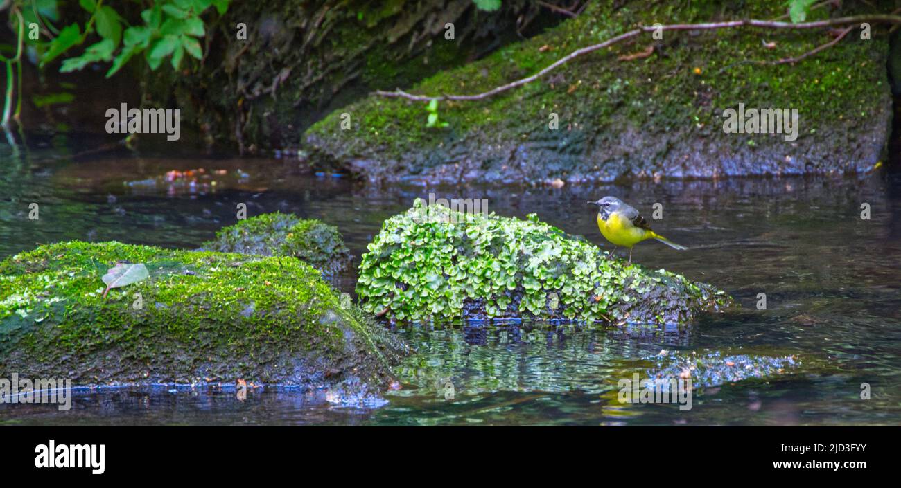 Grey Wagtail Stock Photo