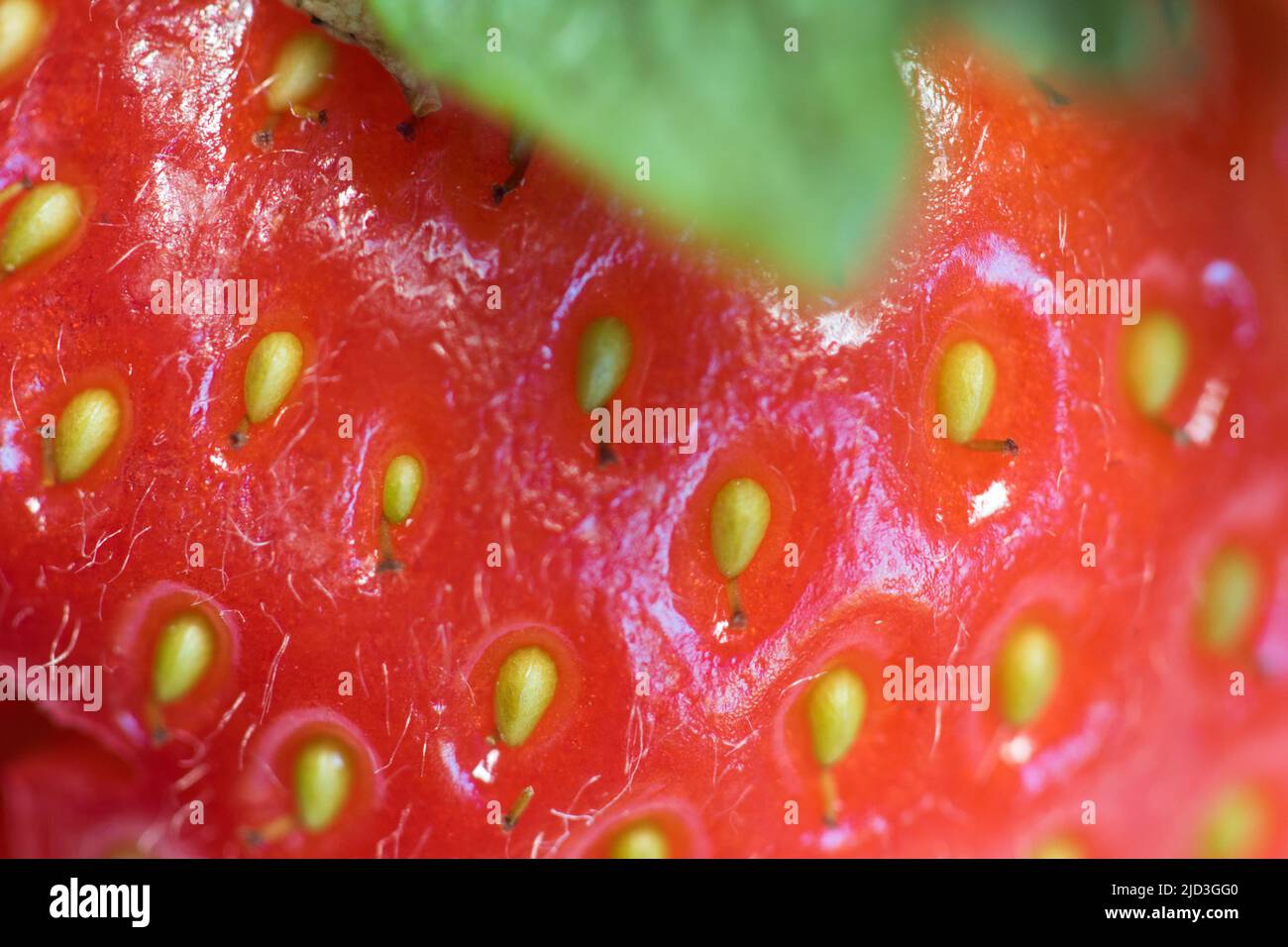 Close up detail of a fresh juicy strawberry Stock Photo