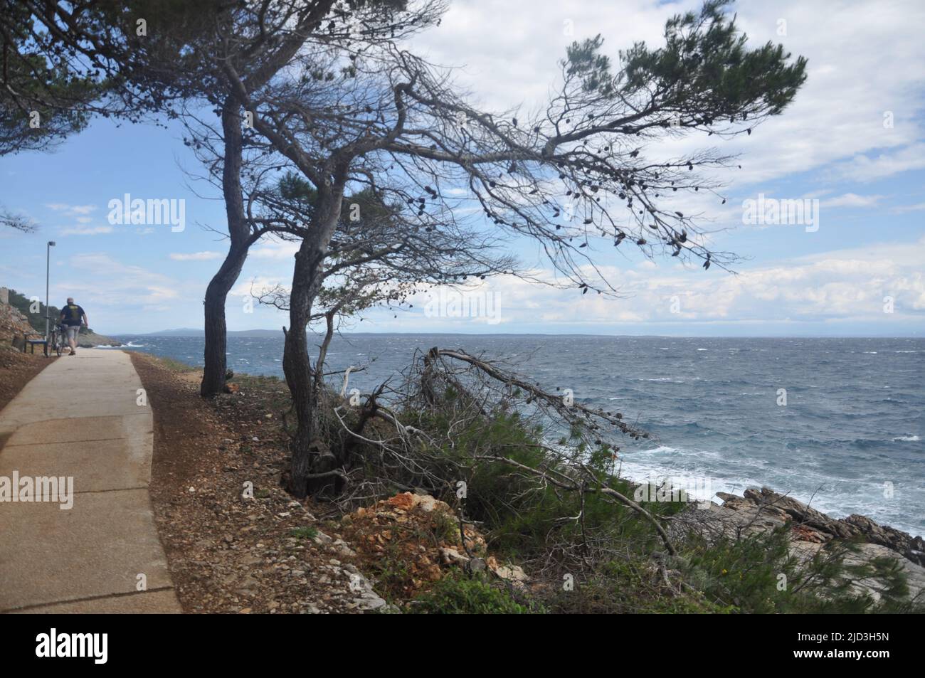 Coastline road under pine tree. Coastal road with pine trees growing on the Mali Losinj island coast Stock Photo