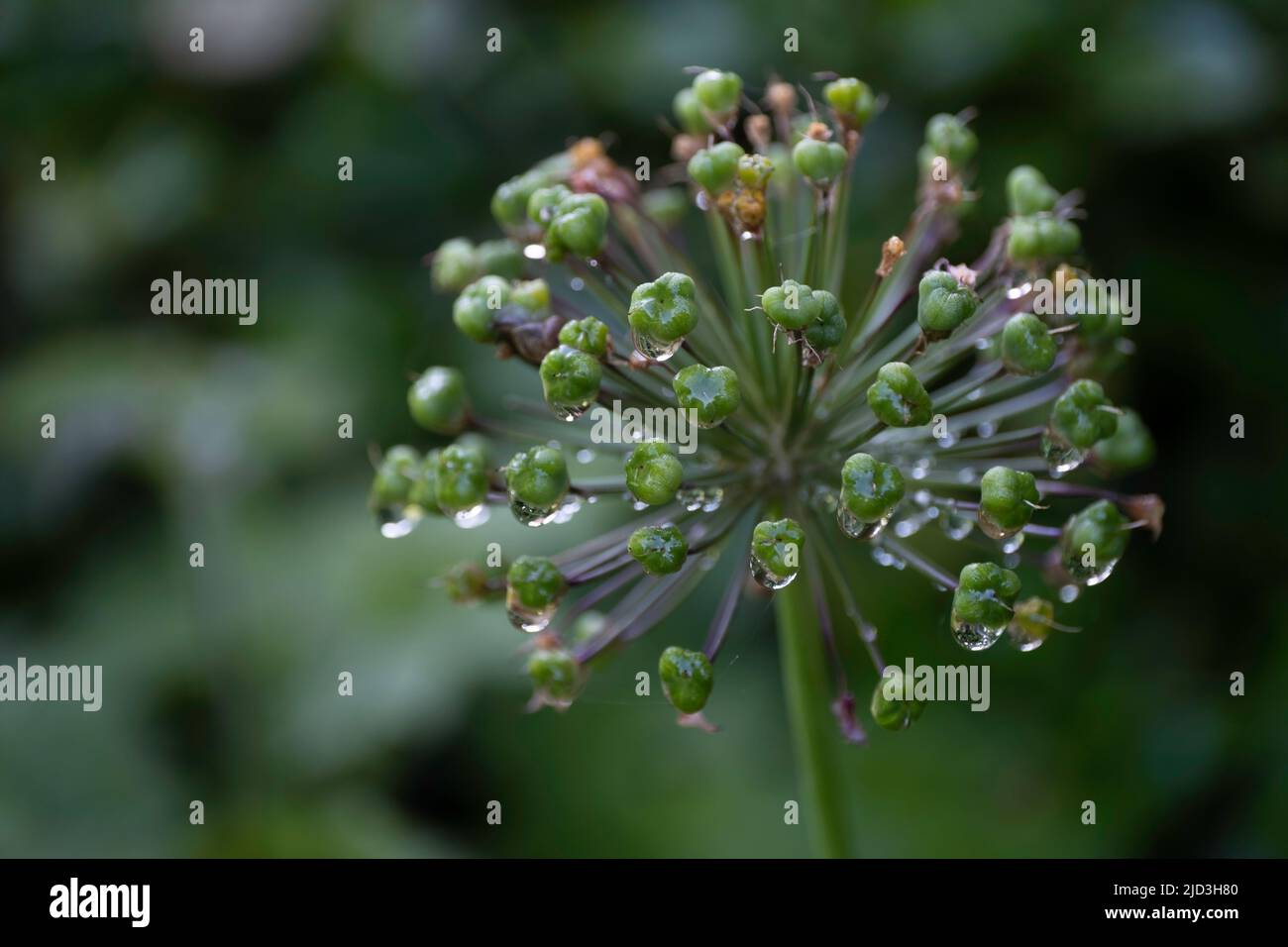 Macro of budding onion Allium flower with water drops after a rainstorm in a garden on green blurred background in spring Stock Photo