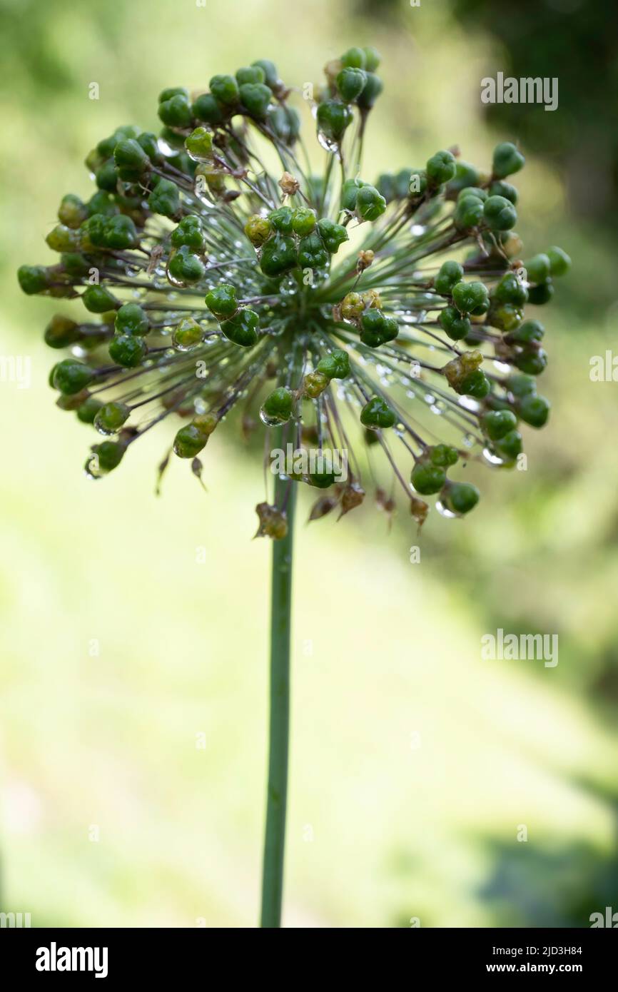 Macro of budding onion Allium flower with water drops after a rainstorm in a garden on green blurred background in spring Stock Photo