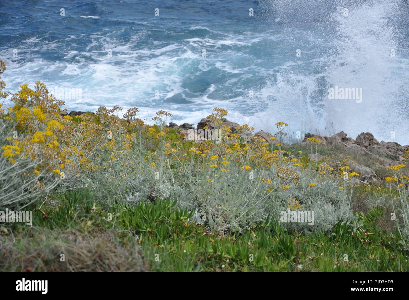 Sea waves crashing into the rocky coastline in Mali Losinj, Croatia. Yellow flower Silver ragwort (Jacobaea maritima). Adriatic Sea splashing on the c. Stock Photo