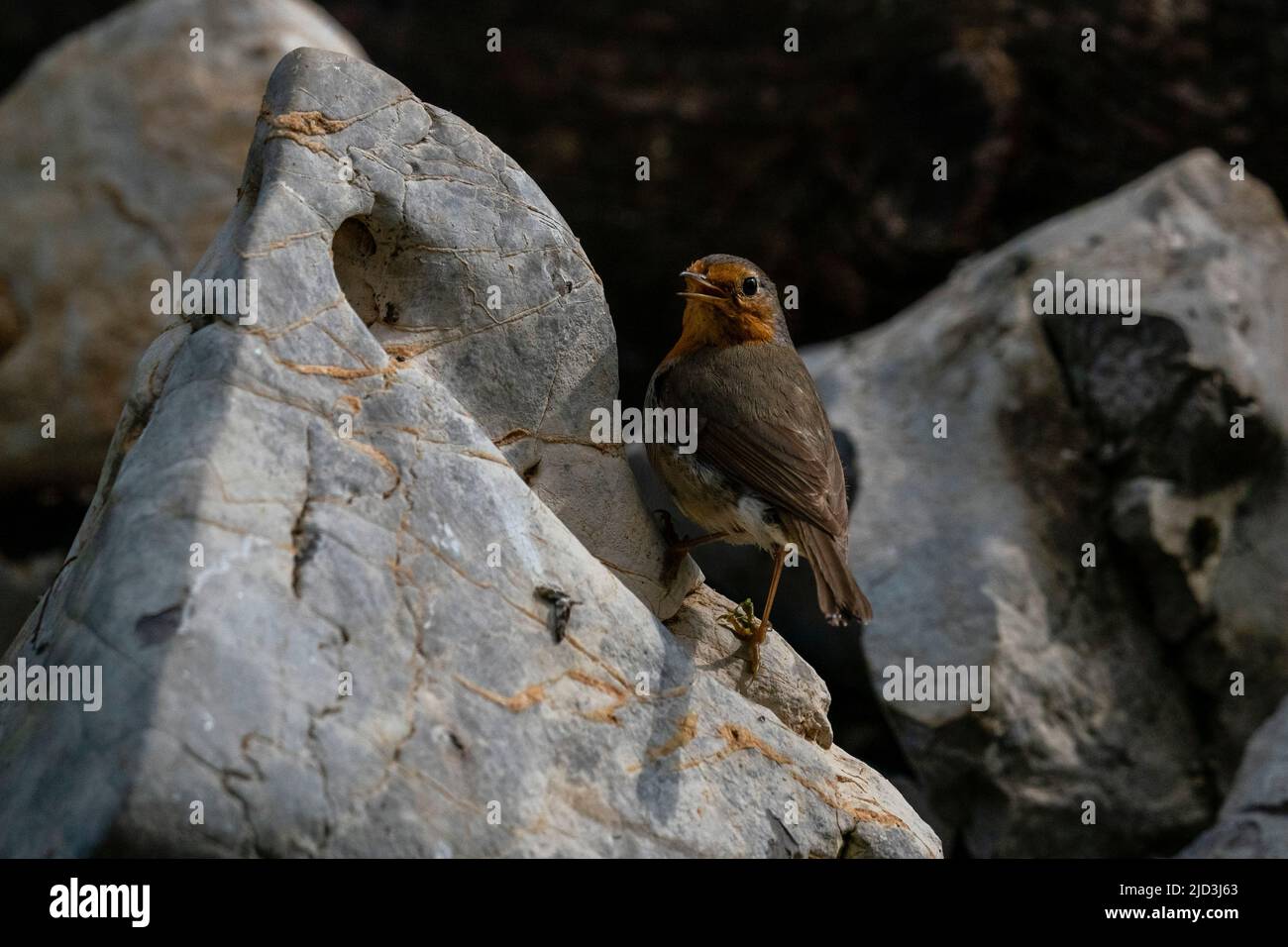 European robin (Erithacus rubecula), European greenfinch (Chloris chloris), Notranjska Regional Park, Slovenia. Stock Photo