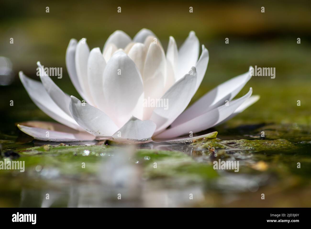 Tropical beautiful water lily in full blow on a tranquil water surface with clear and meditative reflection shows zen meditation and buddhism Stock Photo