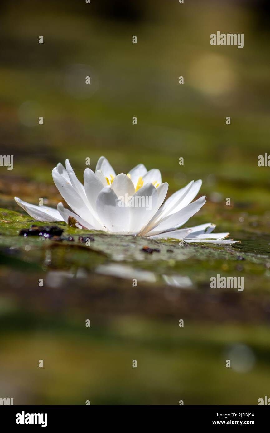 Tropical beautiful water lily in full blow on a tranquil water surface with clear and meditative reflection shows zen meditation and buddhism Stock Photo
