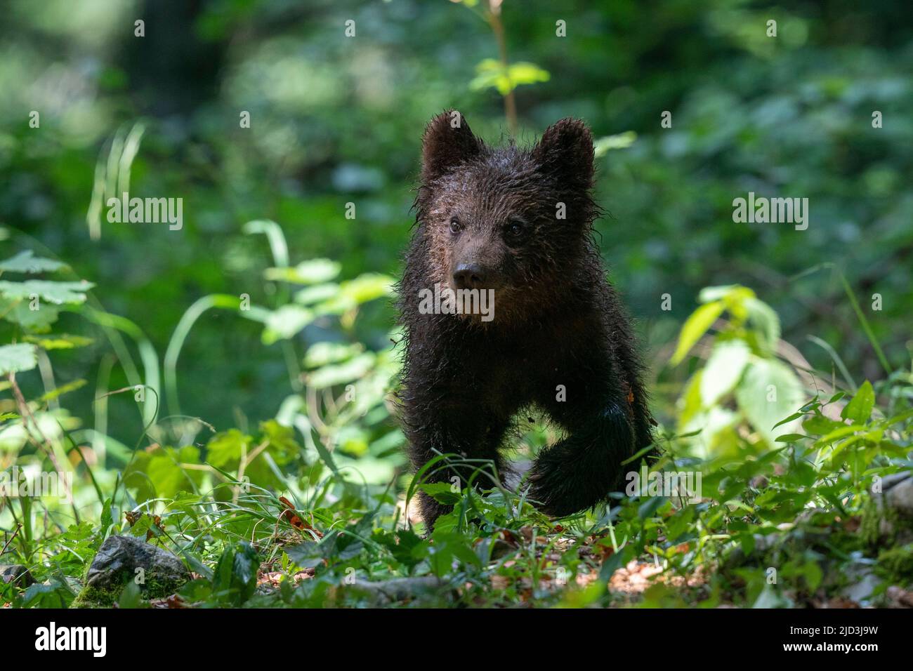 European brown bear cub (Ursus arctos), Notranjska forest, Slovenia. Stock Photo