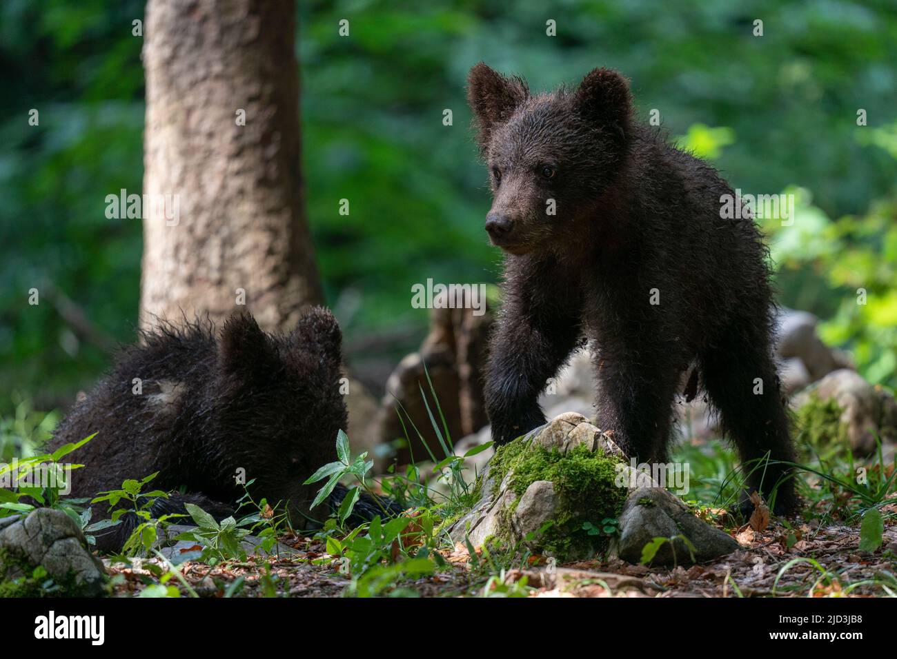 European brown bear cubs (Ursus arctos), Notranjska forest, Slovenia. Stock Photo