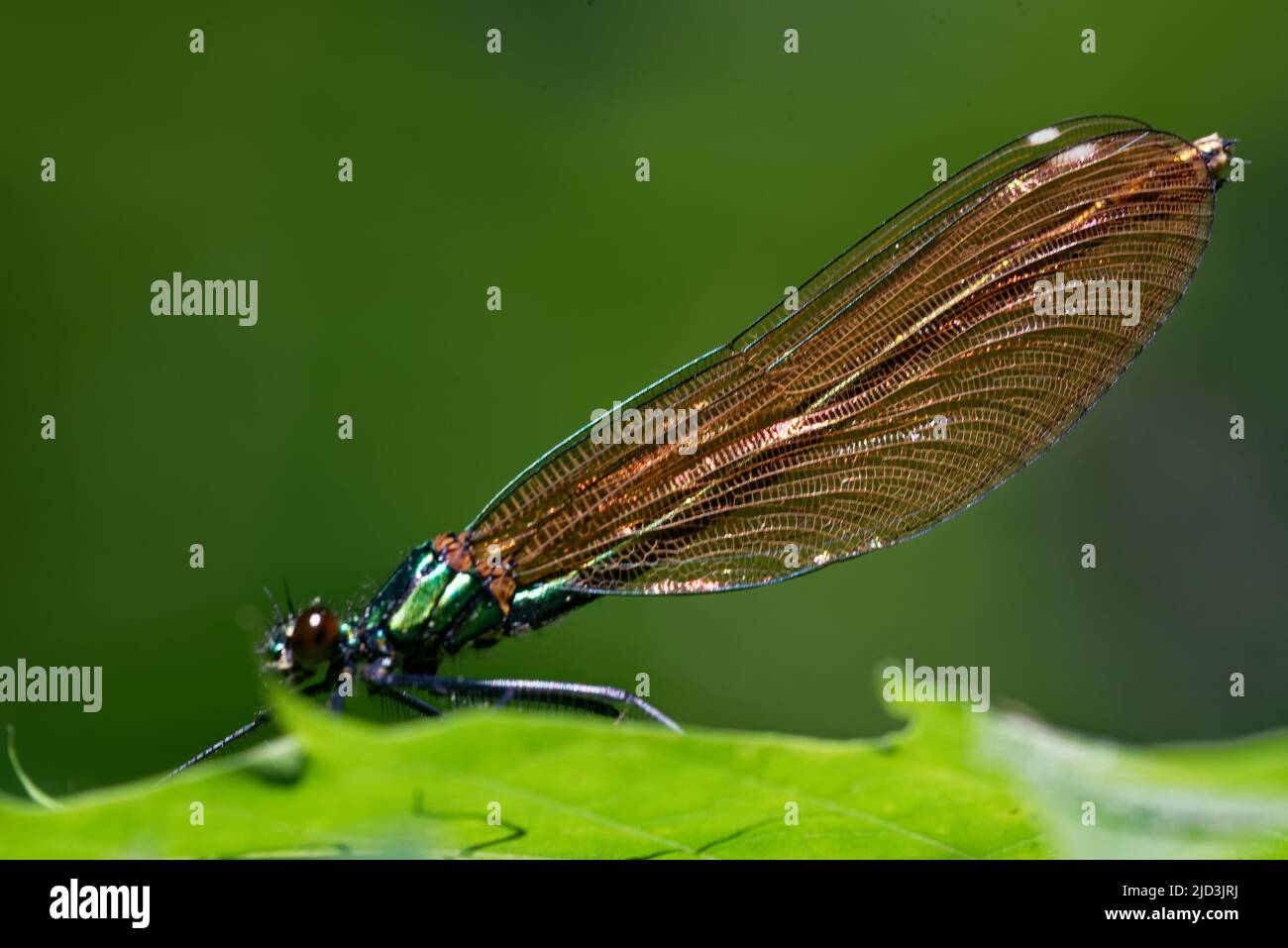 Beautiful demoiselle (Calopteryx virgo) is a European damselfly belonging to the family Calopterygidae. Stock Photo