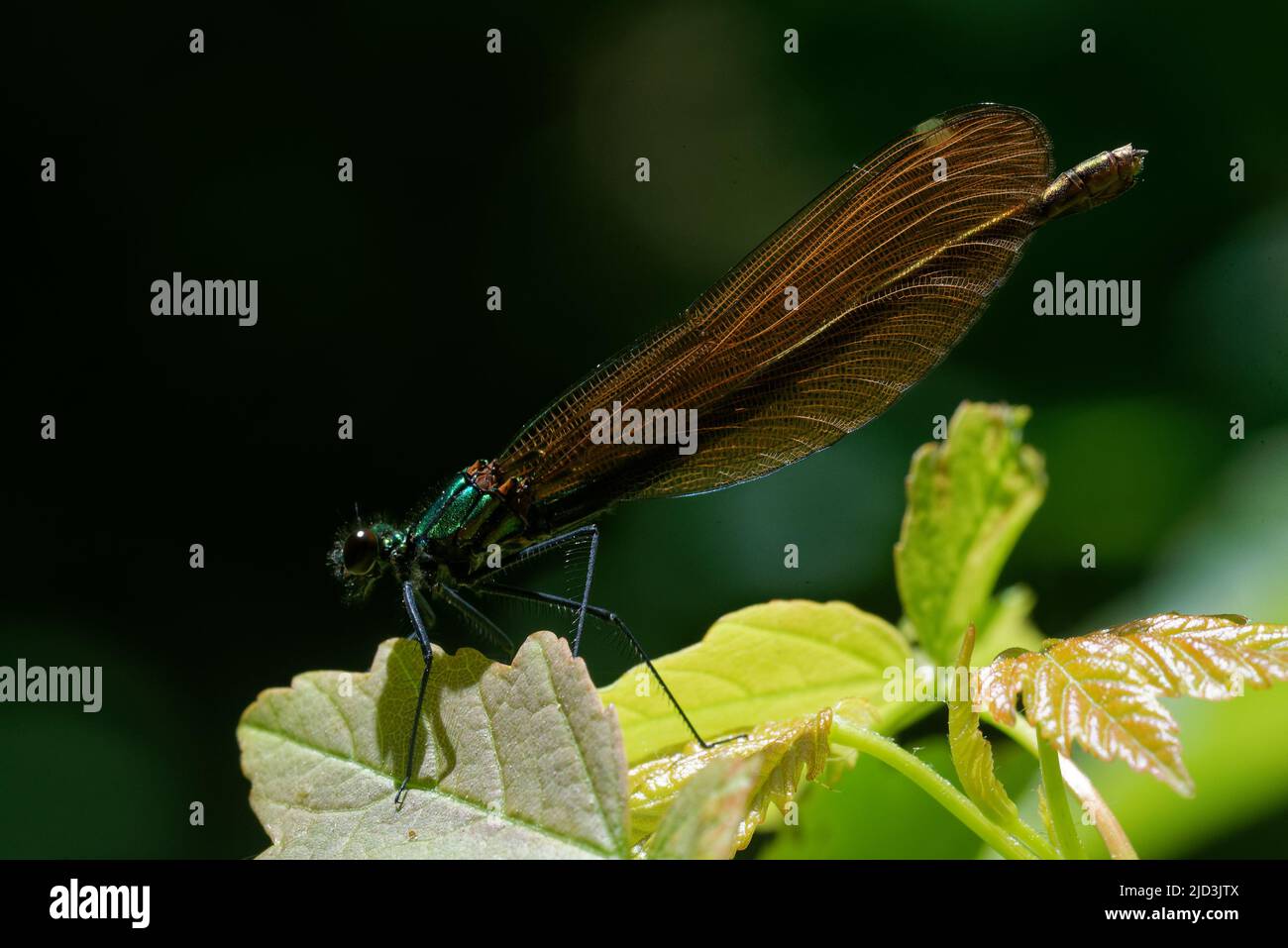 Beautiful demoiselle (Calopteryx virgo) is a European damselfly belonging to the family Calopterygidae. Stock Photo