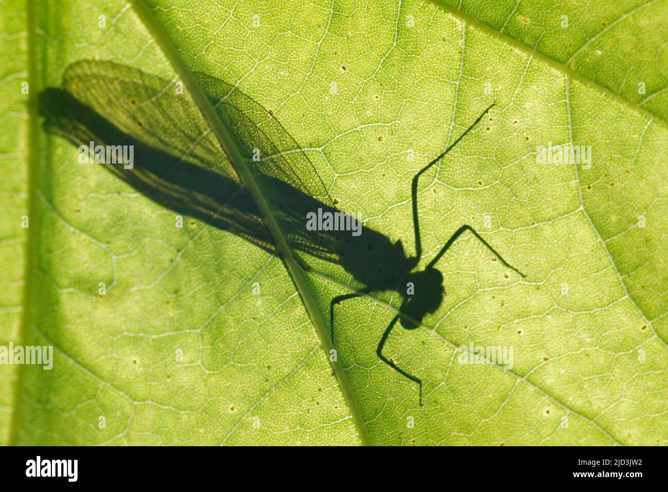 Beautiful demoiselle (Calopteryx virgo) is a European damselfly belonging to the family Calopterygidae. Stock Photo