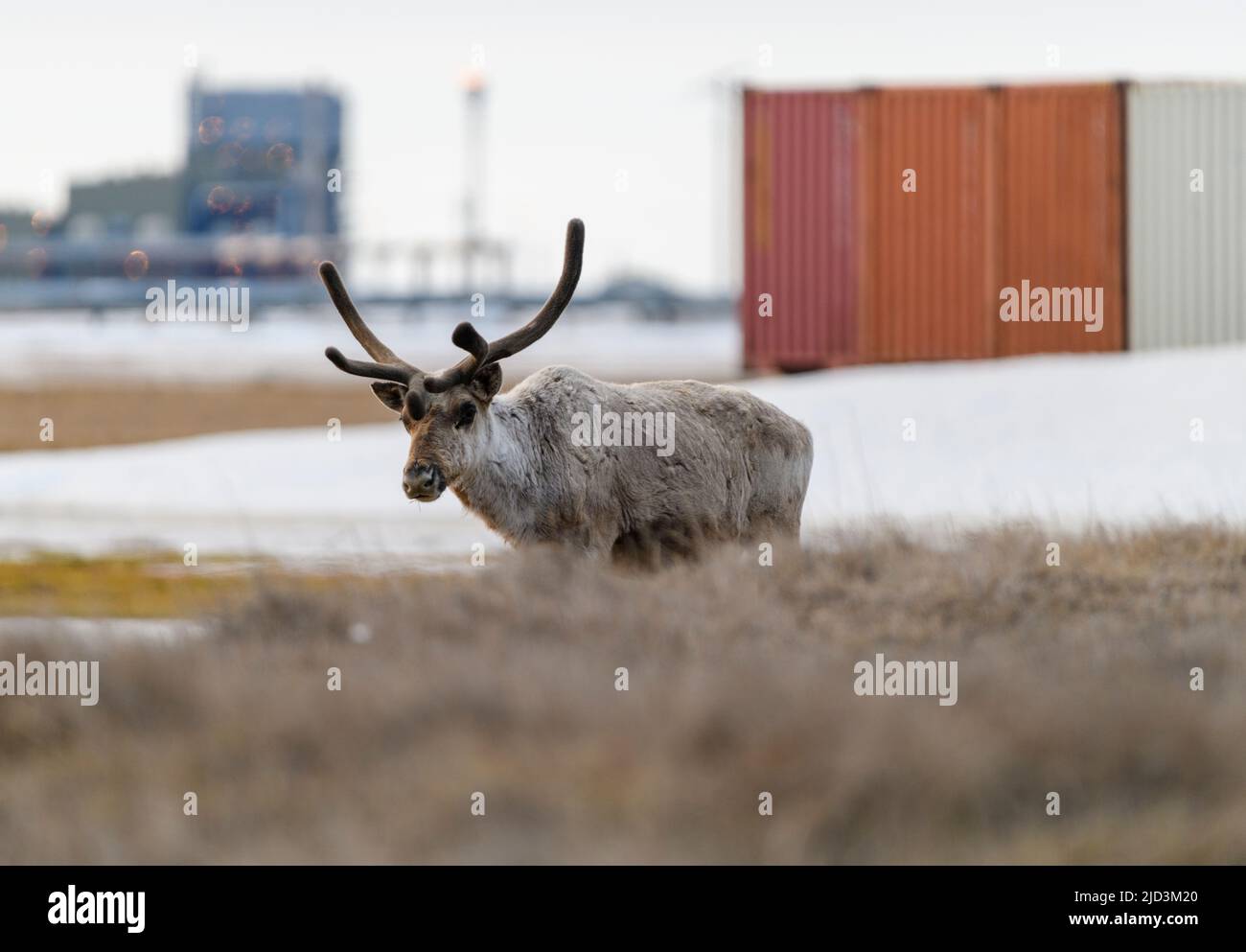 Caribou on oilfield hires stock photography and images Alamy