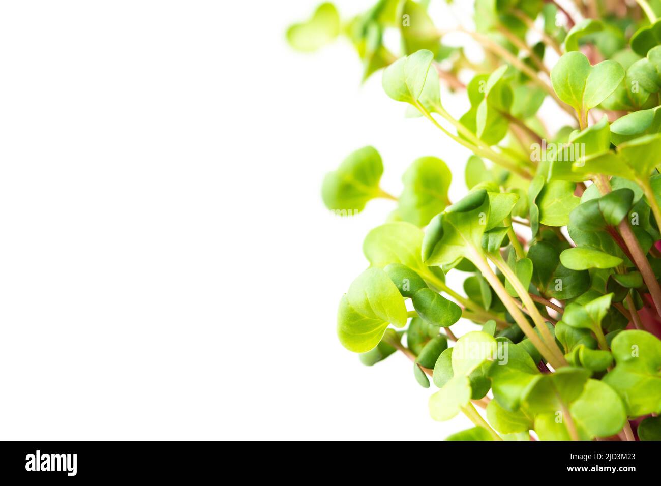 Vegetable greens of pink radish, useful microgreen close-up on a white background, organic food Stock Photo