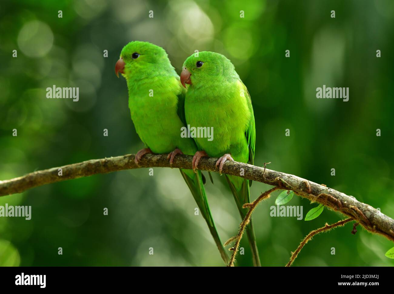 Two Plain Parakeets (Brotogeris tirica)) perched on a branch.  Atlantic Forest, Brazil Stock Photo