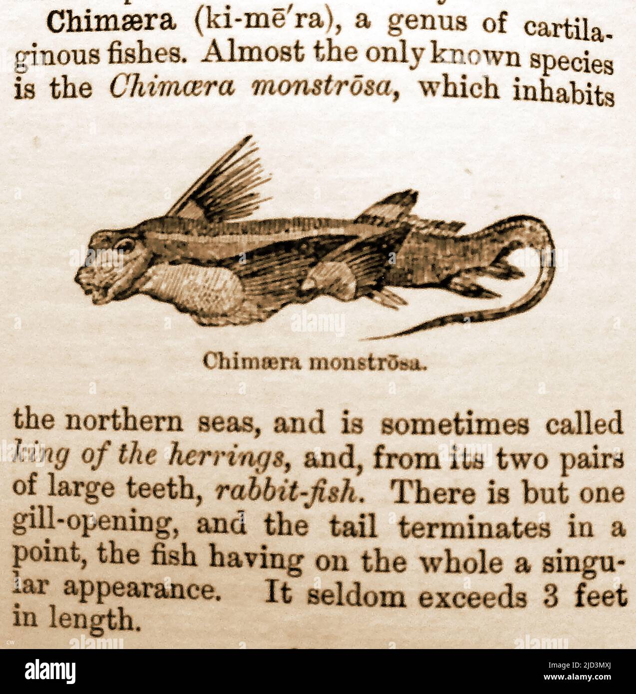 A 19th century dictionary entry describing and illustrating a Chimaera,  RABBIT FISH or SEA CAT (chimaera monstrosa) . Also colloquially known as  a  ghost sharks, rat fish,  spookfish or King of the herrings Stock Photo