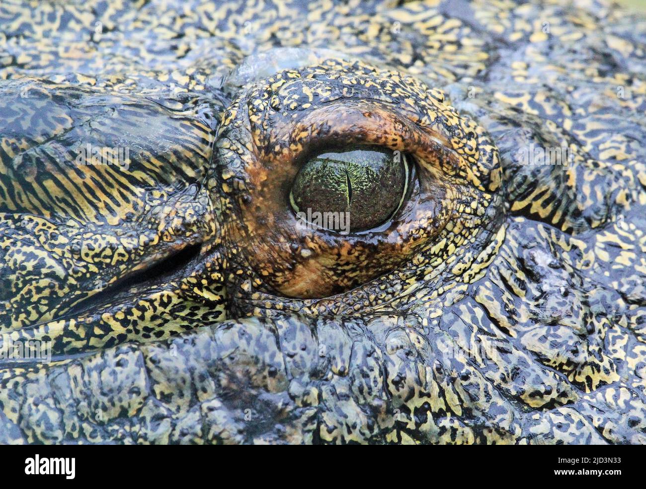Alligator's eye Stock Photo