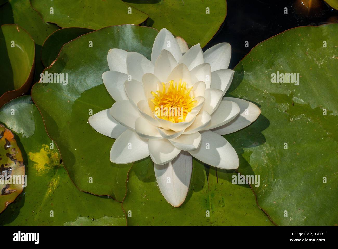 White,Water Lilly,Yellow centre,Fully Open,Nymphaea 'Virginalis' Stock Photo