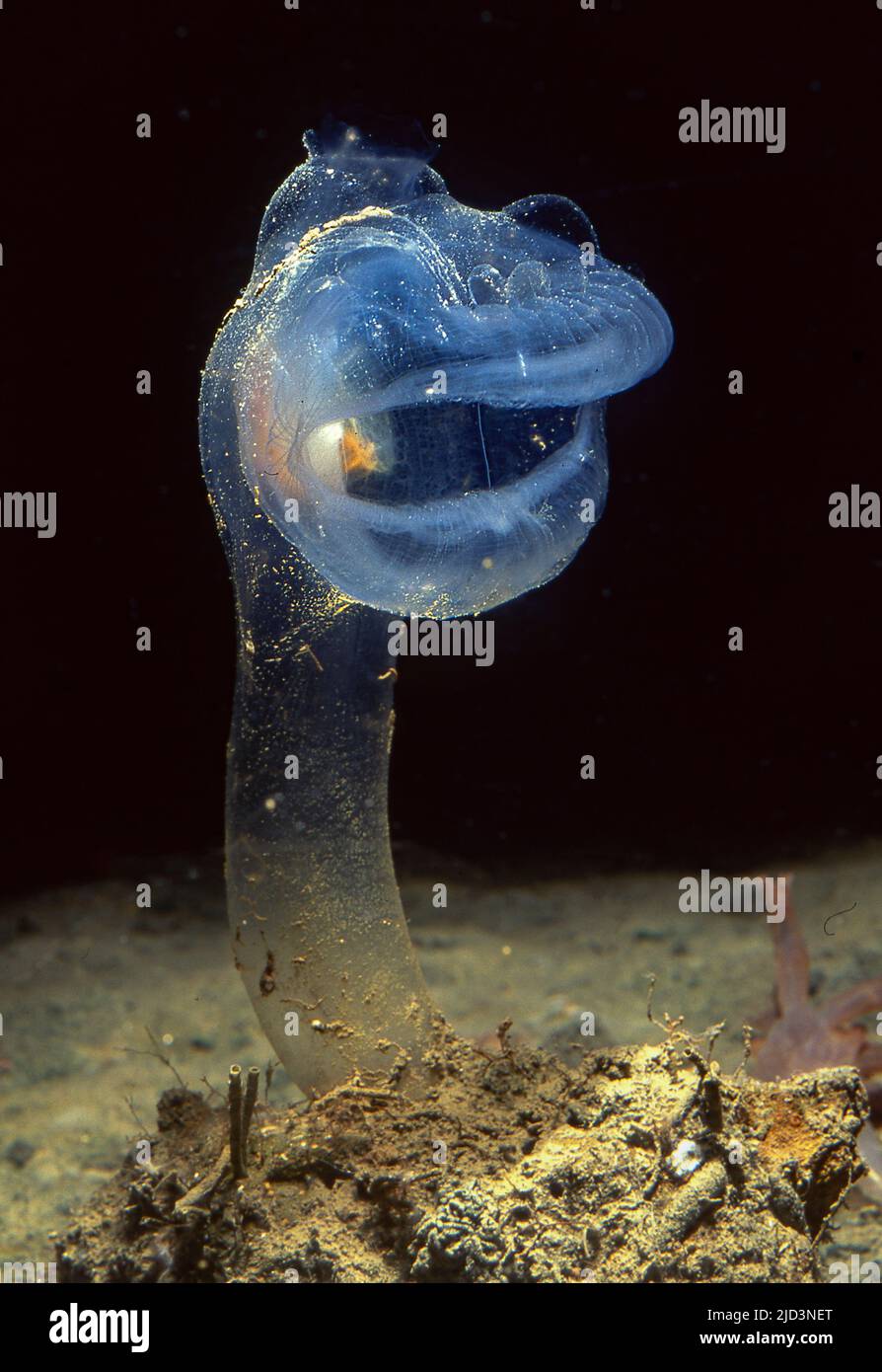The predatory tunicate (Megalodicopia hians). Aquariumphoto. Stock Photo