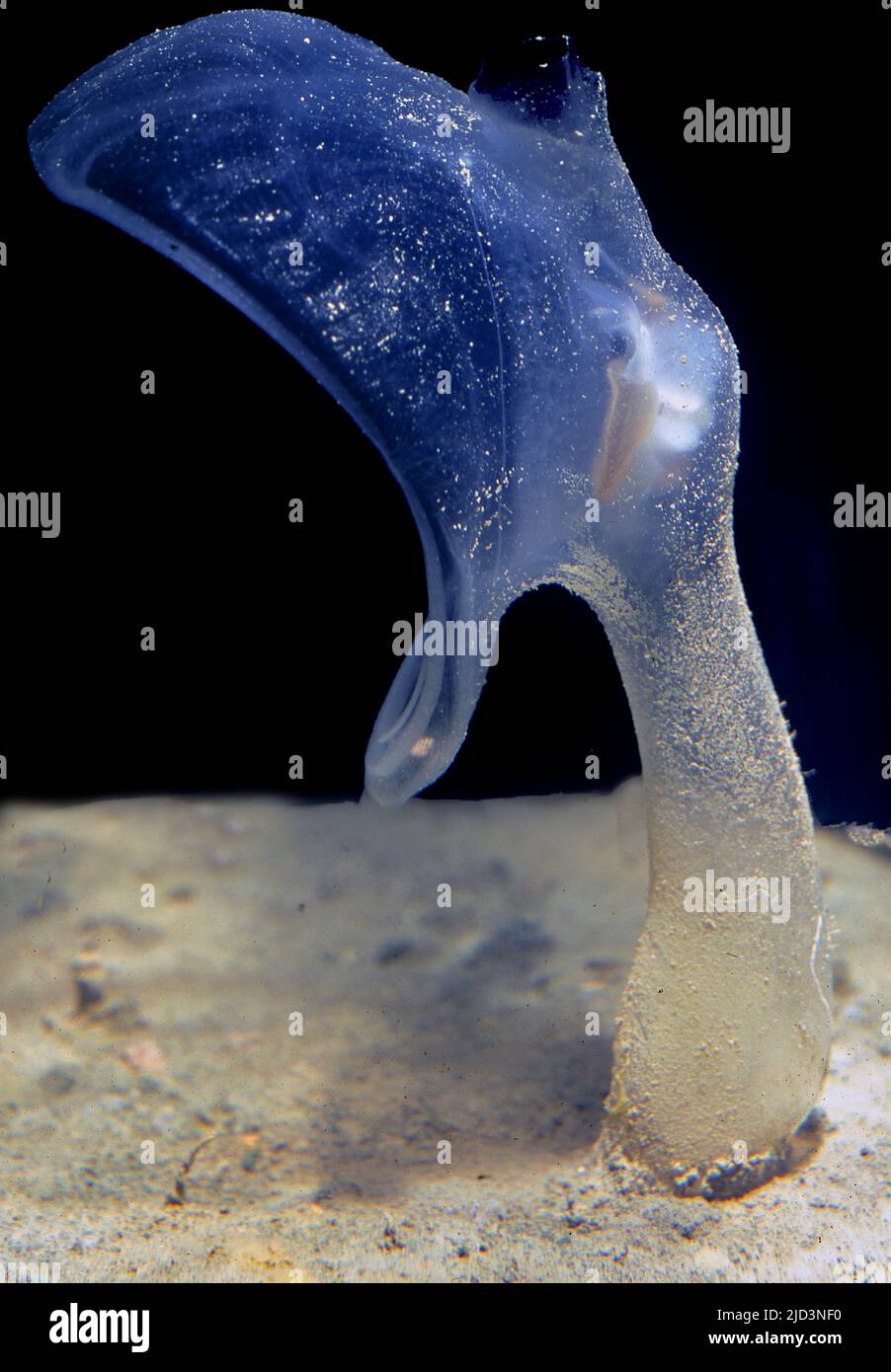 Predatory tunicate hi-res stock photography and images - Alamy