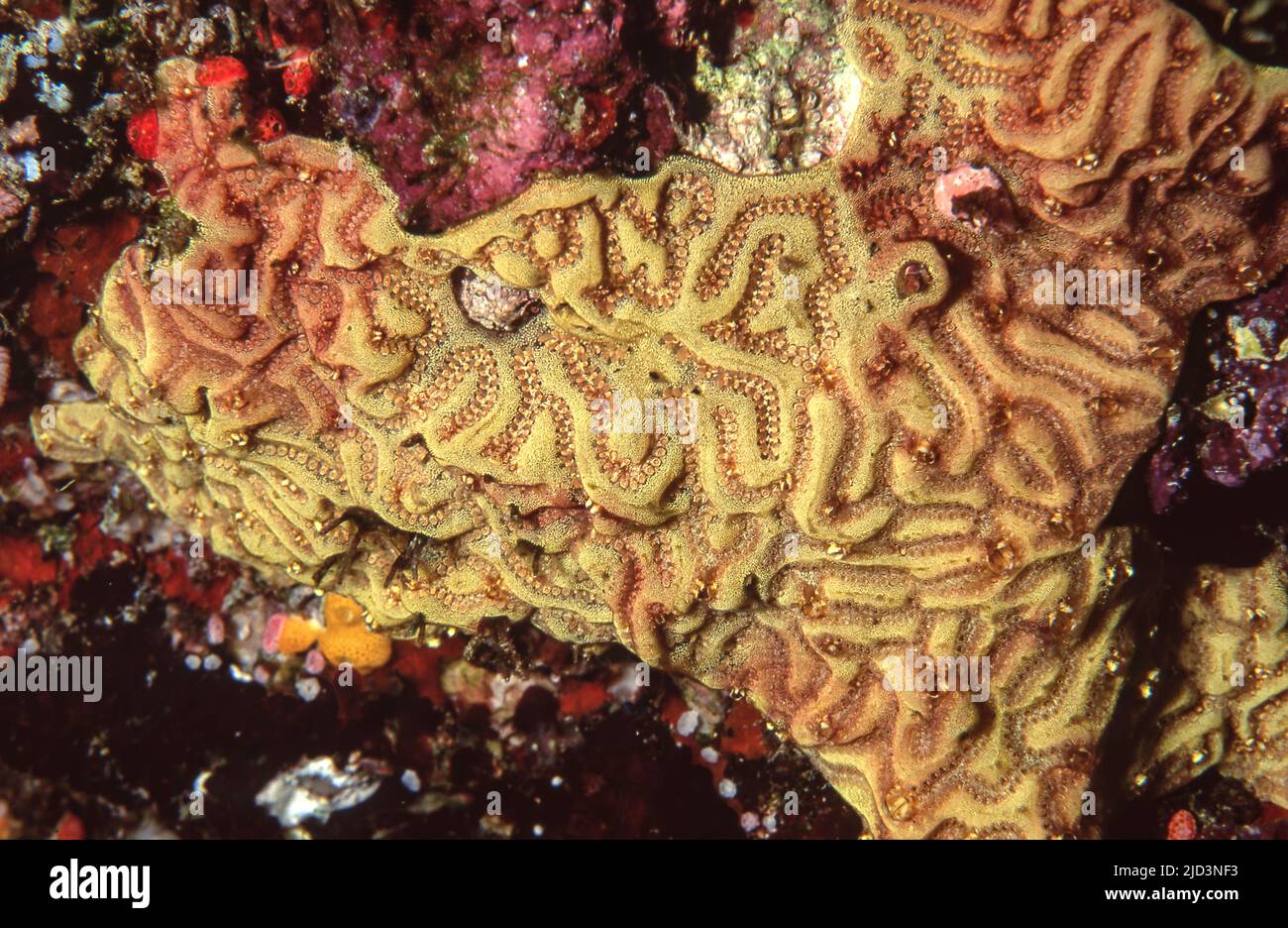 Colonial tunicates of the species Botrylloides leachii from Kuredu, the Maldives. Stock Photo